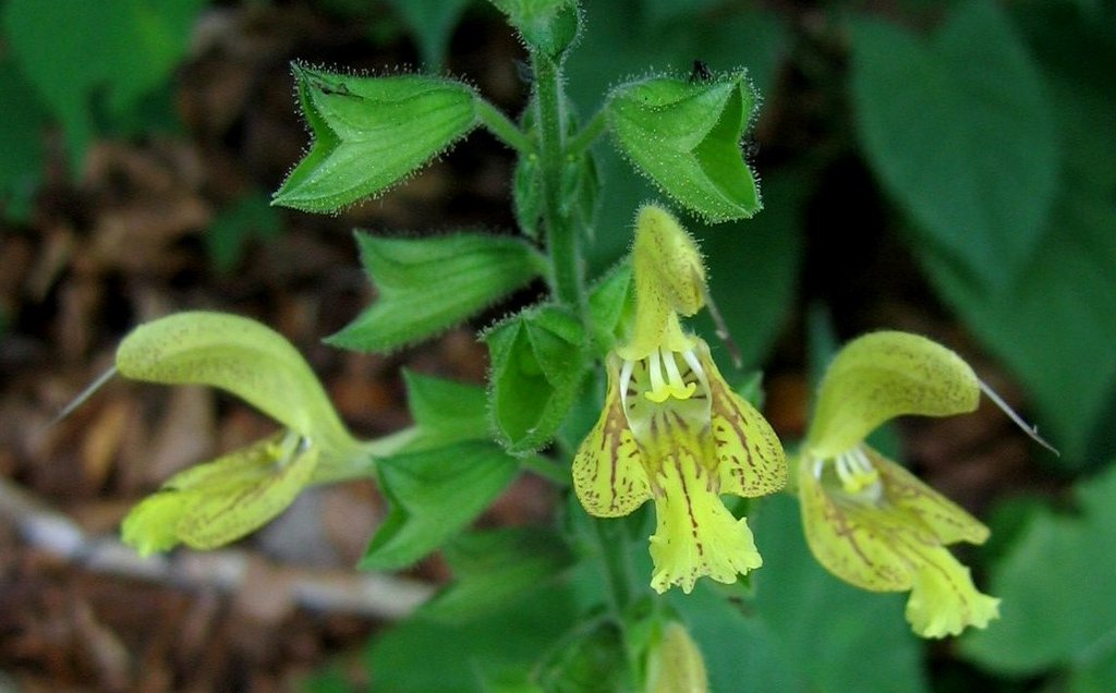 Salvia glutinosa